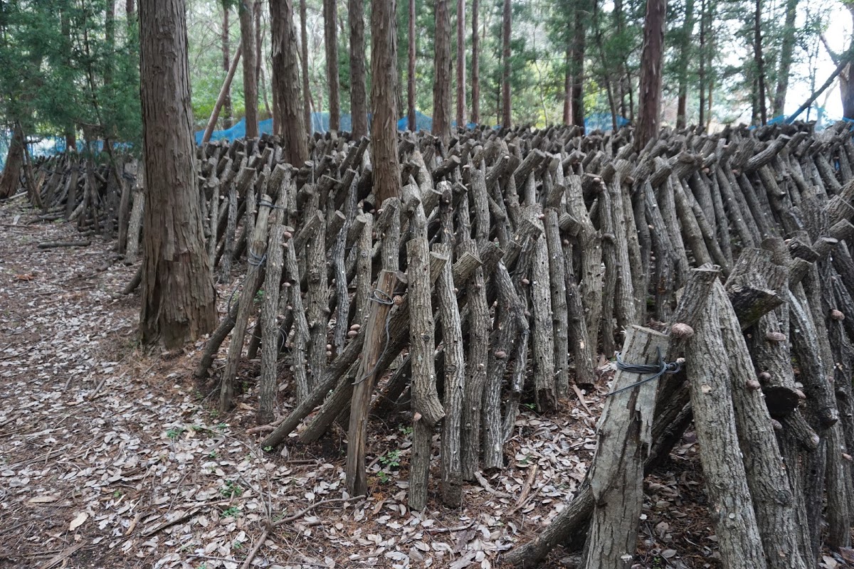 椎茸の原木栽培