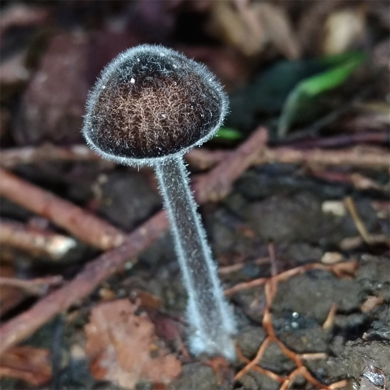 ダクティロスポリナ・キューネリ (Dactylosporina kuehneri)【写真提供：新治キノコグループ にゃごにゃ様】