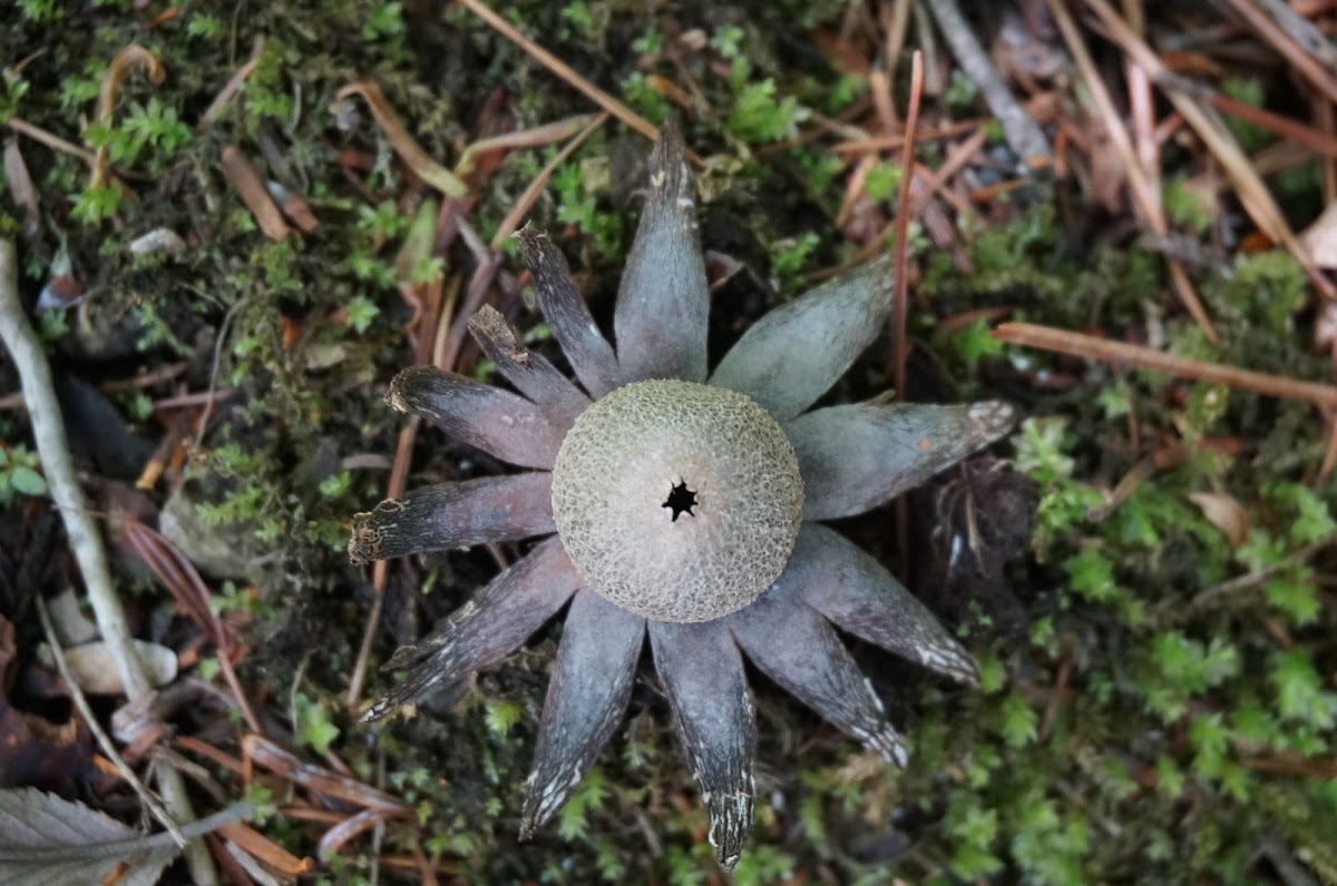 きのこランプ作家 高野さんの個展Earthstar Magicが幻想的で美しかった