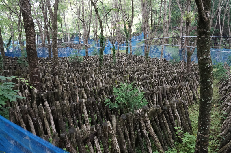 原木椎茸栽培の様子