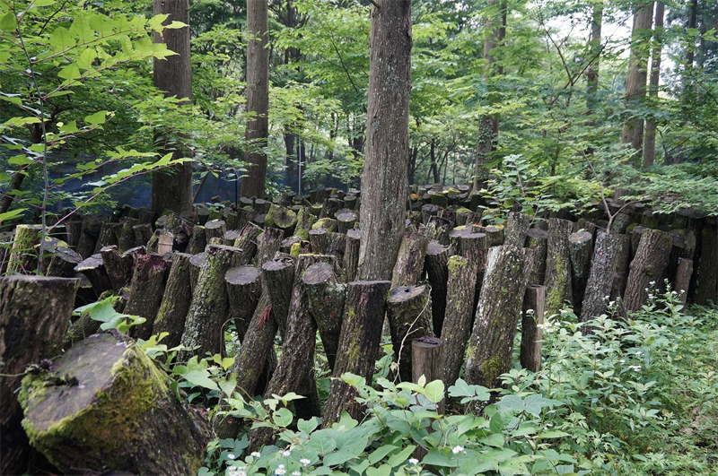 原木栽培の風景