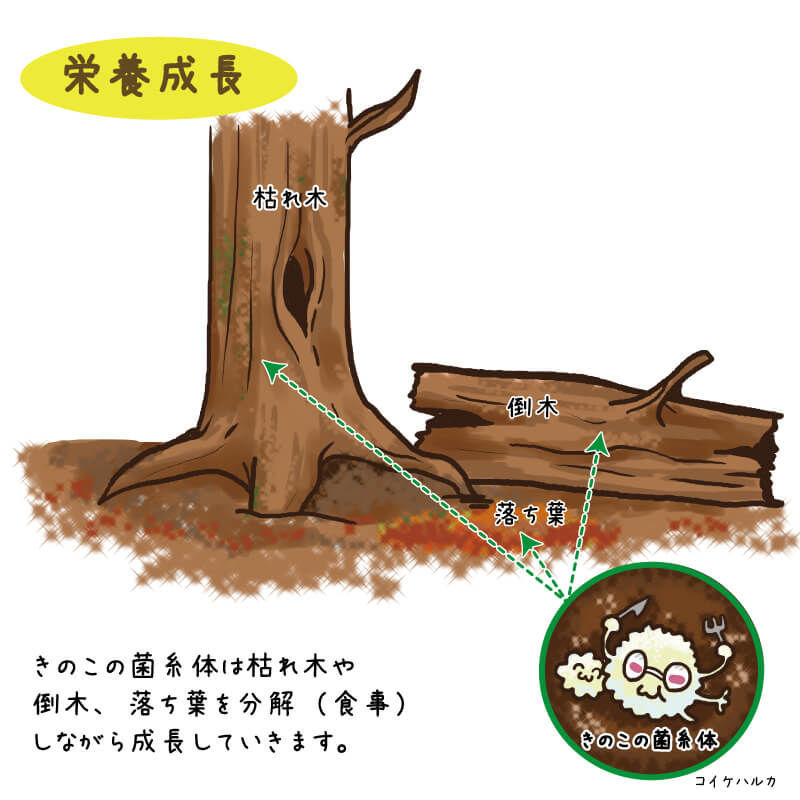 きのこは分解者（栄養成長）