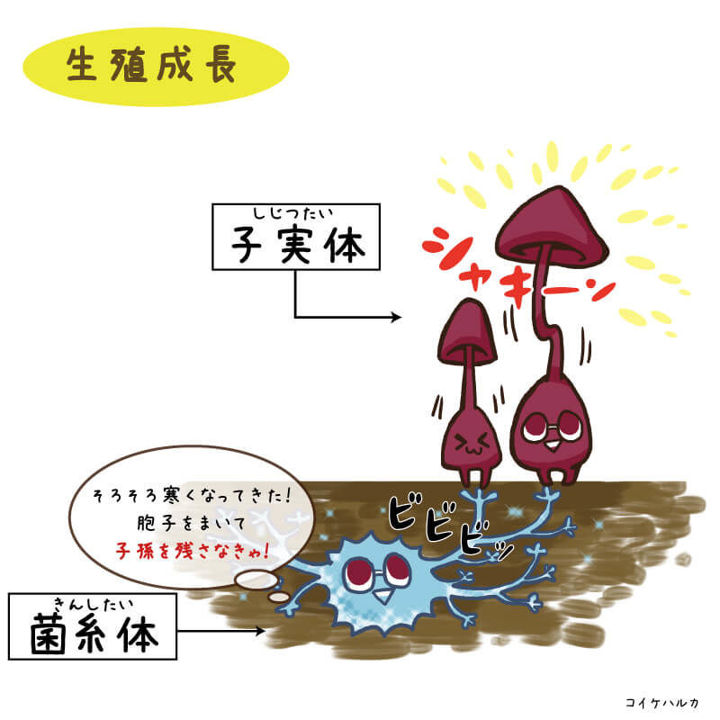 キノコの生殖成長｜気中菌糸のメカニズム