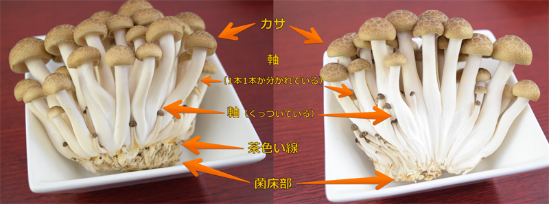 ブナシメジの構造