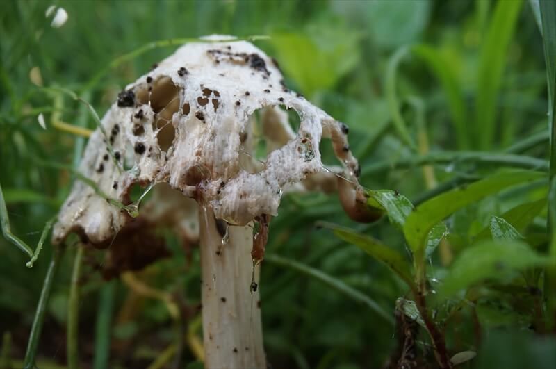 虫に食べつくされたシロフクロタケ