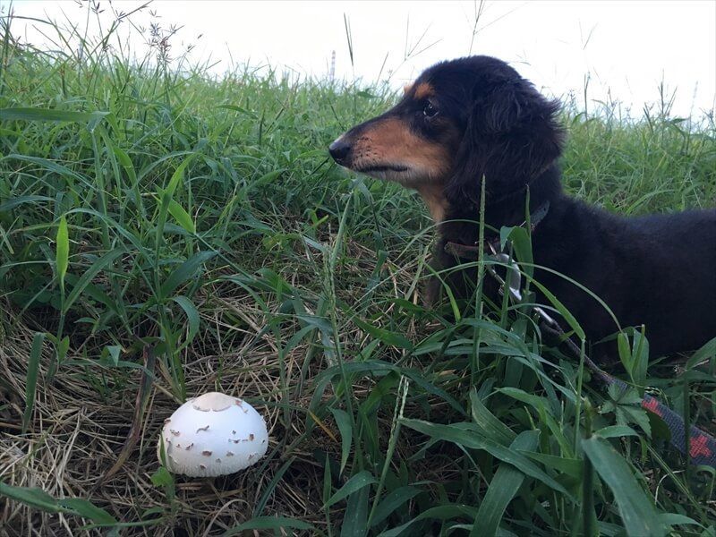 犬ときのこ（オオシロカラカサタケ）