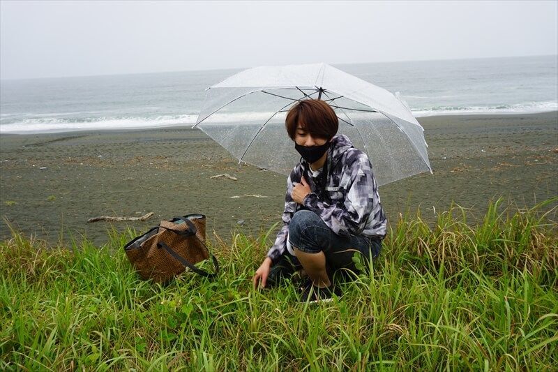 海浜植物の周囲できのこを探す和田匠平さん