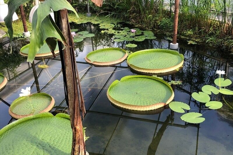 咲くやこの花館