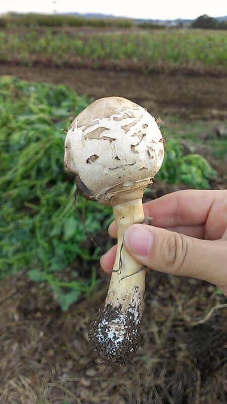 人面オオシロカラカサタケ