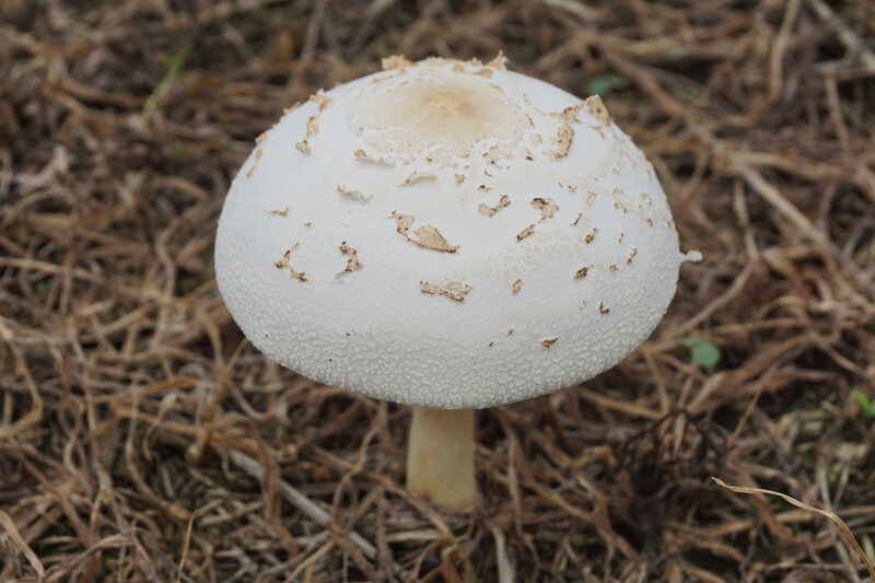 オオシロカラカサタケ｜公園や道端の草地など身近に生える毒きのこ