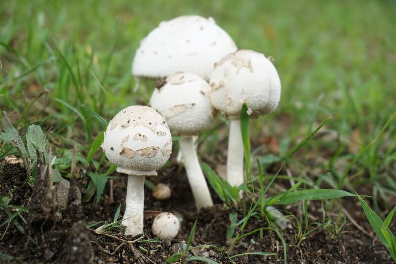 オオシロカラカサタケの幼菌