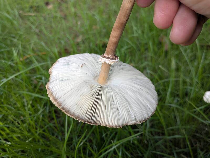 オオシロカラカサタケのヒダ