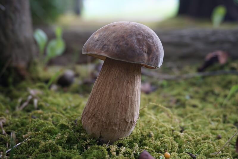 ヤマドリタケモドキ（ポルチーニ）