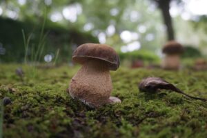 ヤマドリタケモドキ（ポルチーニ）