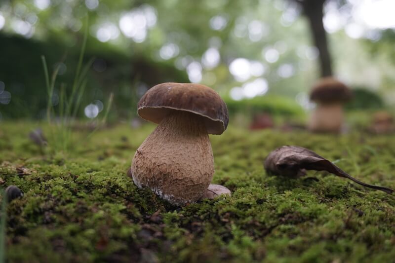 ヤマドリタケモドキ(ポルチーニ)