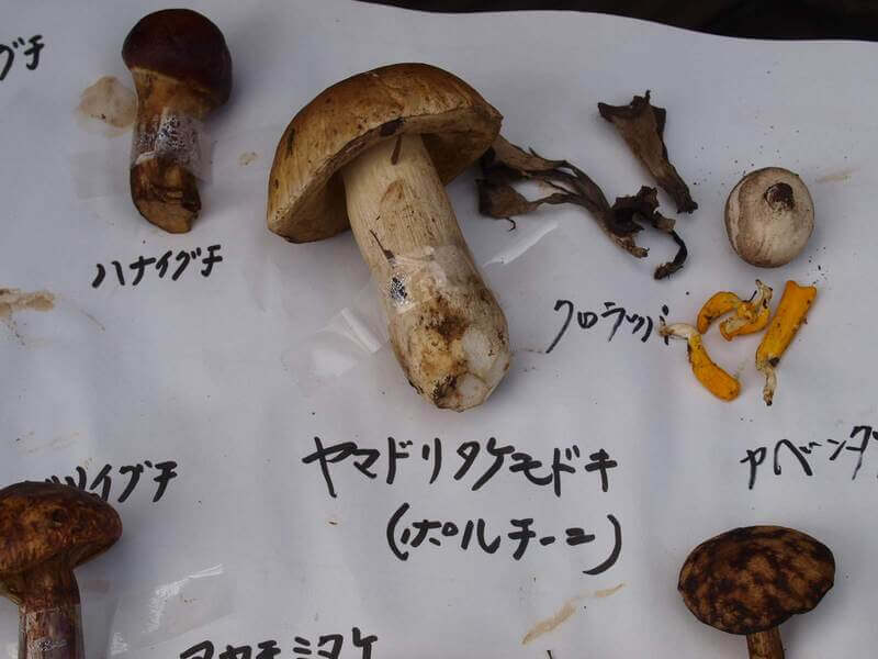 ヤマドリタケモドキ